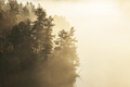 Pine trees in early morning sunlight and fog on a boundary waters lake in northern Minnesota - PhotoDune Item for Sale