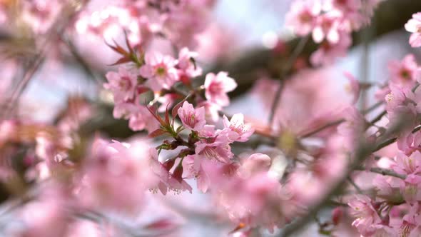 Cherry Blossom Flowers