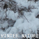Winter Nature - VideoHive Item for Sale