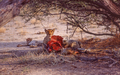 Cheetah Kill in Eosha - PhotoDune Item for Sale