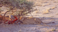 Cheetah Kill in Etosha - PhotoDune Item for Sale
