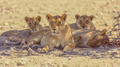 Lionesses in Etosha National Park. - PhotoDune Item for Sale