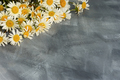 Daisies flat layout gray background - PhotoDune Item for Sale