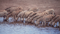 Zebra at an Etosha Waterhole - PhotoDune Item for Sale
