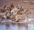 Zebra in Etosha National Park - PhotoDune Item for Sale