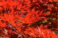 Maple tree detail, bright red leaves in fall - PhotoDune Item for Sale