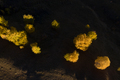 Flying over isolated yellow birch trees in the autumn. Aerial view - PhotoDune Item for Sale