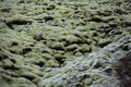 Moss covered lava field, Eldhraun, Iceland - PhotoDune Item for Sale