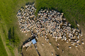 Aerial drone view of herd of sheep grazing in a meadow - PhotoDune Item for Sale