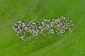 Aerial drone view of herd of sheep grazing in a meadow - PhotoDune Item for Sale