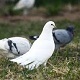 City Park With Pigeons