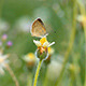 Butterfly On A Flower Meadow - VideoHive Item for Sale