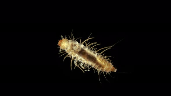 Larva of beetle Dermestes lardarius under a microscope, of family Dermestidae