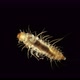 Larva of beetle Dermestes lardarius under a microscope, of family Dermestidae - VideoHive Item for Sale
