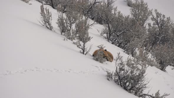 winter zoom in shot of a red fox sleeping on snow at yellowstone