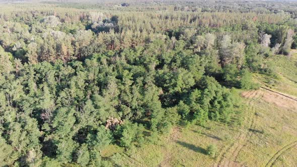 Aerial View on Pine Forest with Fields. Wood Park with Green Trees