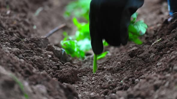 Planting Seedling - 1K