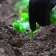 Planting Seedling - 1K - VideoHive Item for Sale