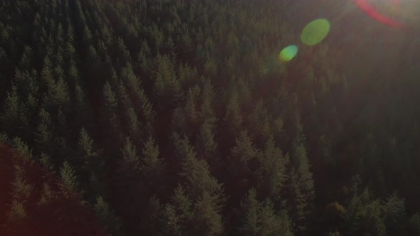 Aerial View: Flight Over Pine Trees Forest,France.