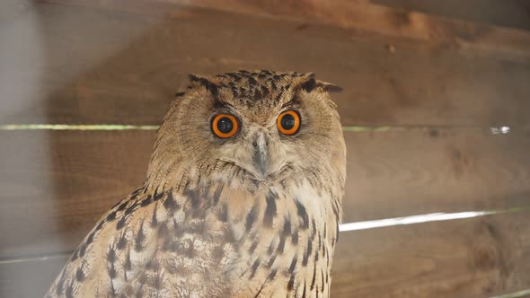 The Owl Turns Its Head in Close-up