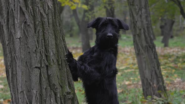Black Giant Schnauzer Stands with Its Forepaws on a Tree Trunk in the Autumn Forest