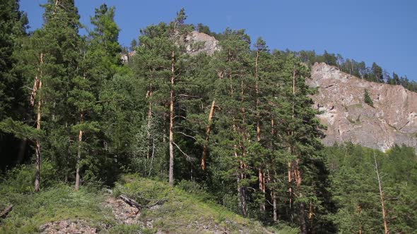 Trees on the Shore Against the Backdrop of Rocks