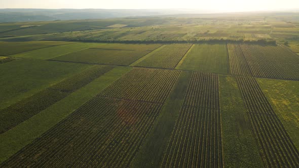 Beautiful Aerial View of Green Agricultural Field on Sunrise
