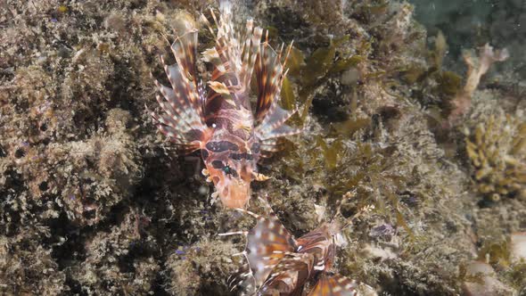 Two deadly Lion fish face with venomous pectoral fins face each other on a reef structure