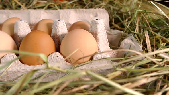 Chicken Eggs Close-up in a Tray, Collect Eggs with Your Hands on a Home Chicken Farm