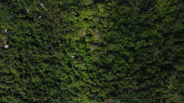 Lush scene with tropical mountains. Nui chua national park, Vietnam. Aerial, birdseye