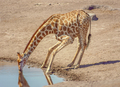 Giraffe Drinking in Etosha - PhotoDune Item for Sale