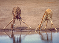 Giraffe Drinking at an Etosha Waterhole - PhotoDune Item for Sale