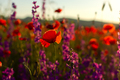 Poppies field sunset. Bright scarlet flowers - PhotoDune Item for Sale