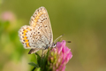 Lycaenidae blue butterfly close-up on a clover flower. - PhotoDune Item for Sale