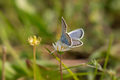 Lycaenidae blue butterfly close-up on a dandelion flower. - PhotoDune Item for Sale