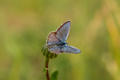 Lycaenidae blue butterfly close-up on a dandelion flower. - PhotoDune Item for Sale