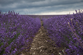 Dramatic sky over a lavender field - PhotoDune Item for Sale