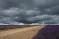 Dramatic sky over lavender field and road. - PhotoDune Item for Sale