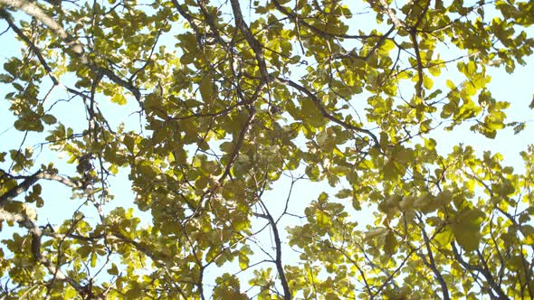 view up of tree leaves in autumn