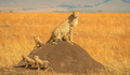 Cheetah and Cubs in the Maasai Mara - PhotoDune Item for Sale