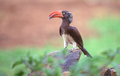 Crowned Hornbill in Kenya - PhotoDune Item for Sale