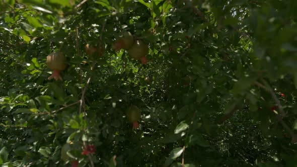 Pomegranate Orchids on Sunny Summer Day