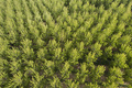 Aerial photographic shot of a poplar forest in spring - PhotoDune Item for Sale