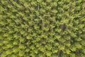 Aerial photographic shot of a poplar forest in spring - PhotoDune Item for Sale