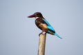 Common Kingfisher bird resting  - PhotoDune Item for Sale