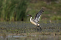 Northern pintail bird taking off - PhotoDune Item for Sale