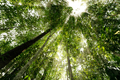 Bottom view of tree trunk to green leaves of trees in tropical forest. Tree forest for sale carbon - PhotoDune Item for Sale