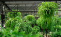 Ferns with green leaves in hanging baskets. Charming indoor hanging garden. Boston fern plants  - PhotoDune Item for Sale