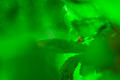 Abstract green leaf background with beautiful bokeh - PhotoDune Item for Sale