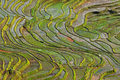 Terraced rice field in Northern Vietnam - PhotoDune Item for Sale